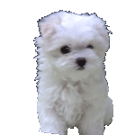 a small white puppy is sitting and looking around